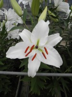 [1834 Meriva No01.JPG]